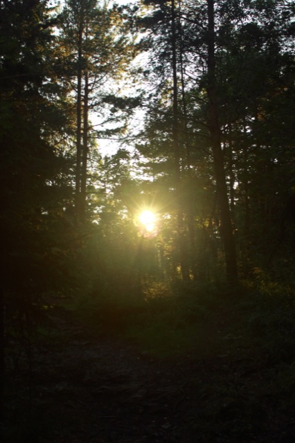 Sunset in the woods